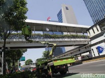 Mengintip Perawatan Pohon Tabebuya di Sudirman