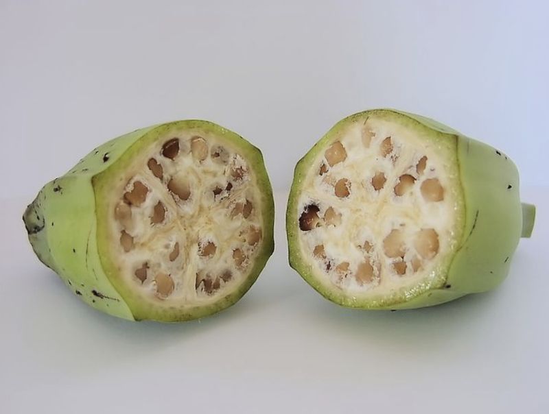 Sejarah menyebut dulu pisang tidak manis dan berbiji.