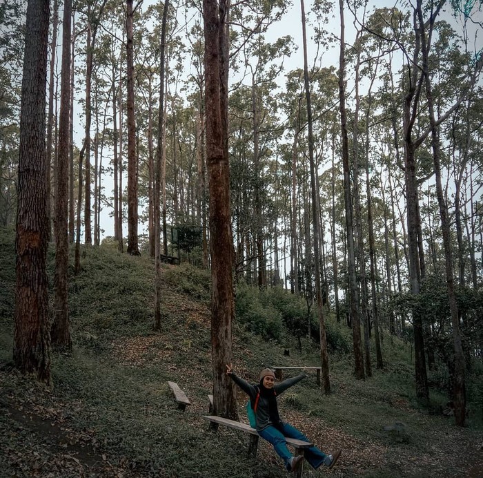 Hutan Kebesani di Kabupaten Ende, Nusa Tenggara Timur (NTT). (Foto: Istimewa/Instagram hanifibrhm3)