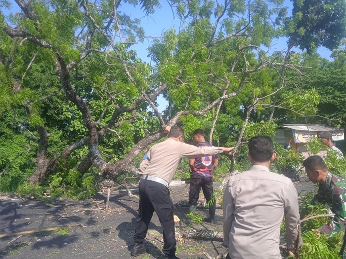 Mahasiswi Tewas Tertimpa Pohon Tumbang di Magetan