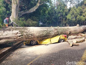 Terpopuler: Respons Wisatawan Kala Mobilnya Penyet Tertimpa Pohon di Lembang