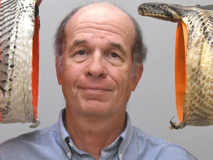 Prof Bruce Jayne membandingkan kepalanya dengan lebar mulut piton yang mencapai 26 cm (kiri) dan 22 cm (kanan).