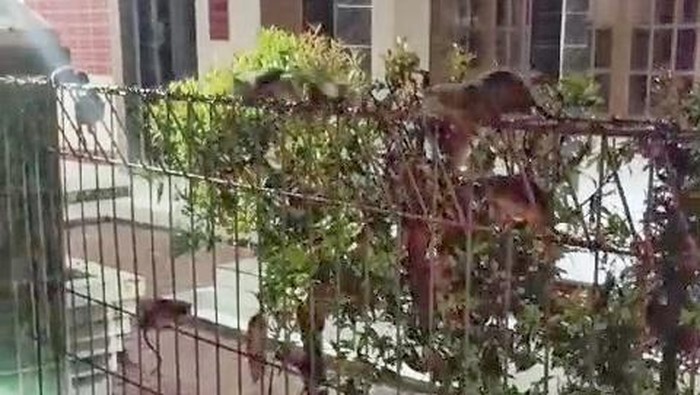 Ribuan tikus serang permukiman warga Dusun Cibatu, Kabupaten Karawang