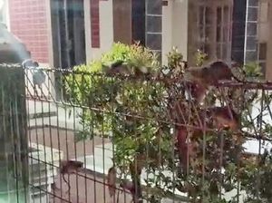 Viral Gerombolan Tikus Masuk Permukiman di Karawang, Pemkab Keheranan