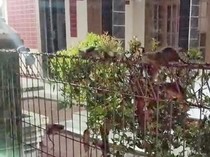 Video Heboh Koloni Tikus Serang Permukiman Warga di Karawang