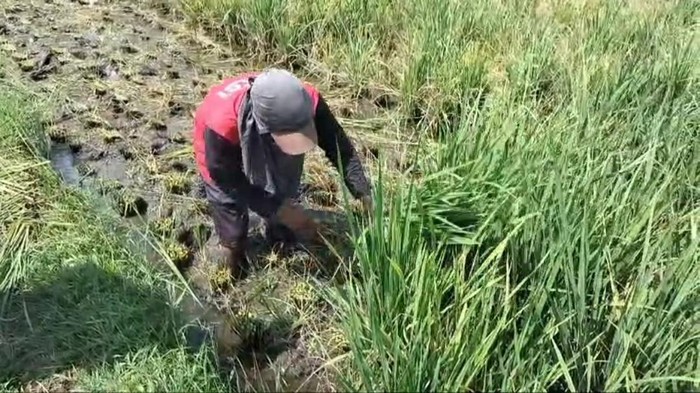 Sawah milik Ratman di Musi Rawas yang gagal panen