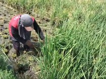 Cerita Petani di Musi Rawas Gagal Panen, Babat Habis Padi untuk Pakan Sapi