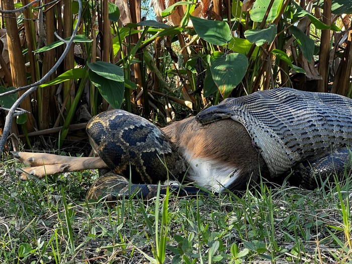 Ular piton dapat memakan rusa utuh.