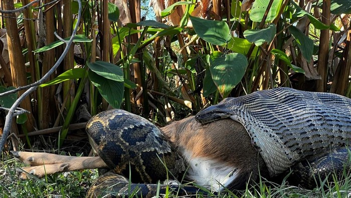 Ular piton dapat memakan rusa utuh.