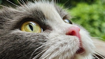 Xiaomi 15 dan 15 Pro akan diluncurkan pada Selasa 29 Oktober 2024. Foto: Xiaomi