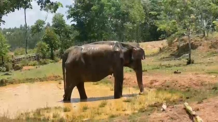 Badan Konservasi Sumber Daya Alam (BKSDA) Sumatera Selatan (Sumsel) menyebut gajah yang terluka pada lehernya di Panukal Abab Lematang Ilir (PALI), diduga diserang gajah jantan yang sedang birahi.