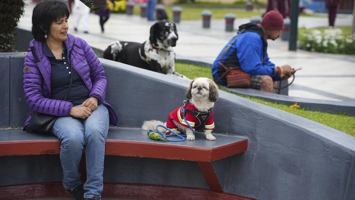 Gemasnya Anjing-anjing di Peru Ikut Lomba Kostum Halloween Malefica and her owner, Marisol Penafiel, participate in a halloween pet show in Callao, Peru, Sunday, Oct. 27, 2024. (AP Photo/Guadalupe Pardo)