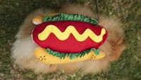 Kostum yang dipakai anjing-anjing ini tidak melulu seram, tapi ada juga yang berwarna-warni menyerupai hotdog.  