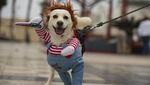 Gemasnya Anjing-anjing di Peru Ikut Lomba Kostum Halloween