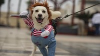 Ada anjing yang memakai kostum boneka Chucky. Seram tapi menggemaskan.   