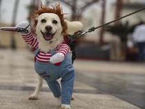 Gemasnya Anjing-anjing di Peru Ikut Lomba Kostum Halloween