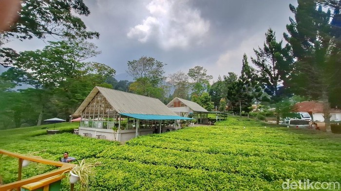 Kafe di Tengah Perkebunan Teh Gambung