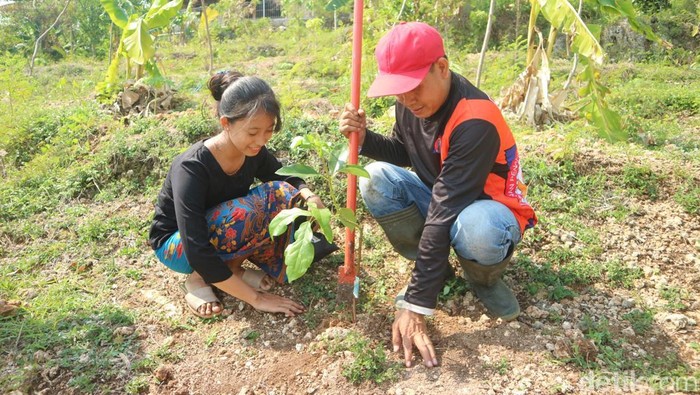 Pemuda Sedulur Sikep melakukan kegiatan menanam di Lereng Pegunungan Kendeng dalam rangka memperingati hari sumpah pemuda, Senin (28/10/2024).