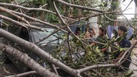 Pohon tumbang itu mengakibatkan sejumlah pengendara kendaraan bermotor terluka karena tertimpa batang pohon tumbang.  