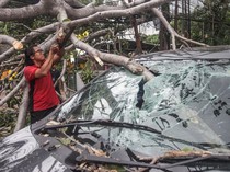 Pohon Tumbang Akibat Angin Kencang Timpa Mobil di Lebak Bulus Jaksel