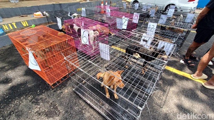 Polisi mengamankan puluhan anjing yang diduga akan dijual untuk konsumsi berikut tersangka di Mapolresta Banyumas, Senin (28/10/2024).