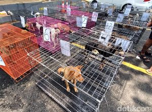 Diduga Mau Dijagal, Puluhan Anjing dari Garut Ditumpuk dalam Wagon
