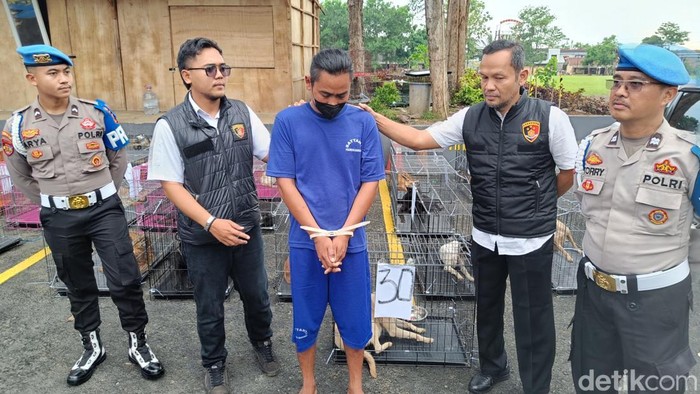 Polresta Banyumas menetapkan satu orang tersangka terkait jual beli anjing untuk dikonsumsi, Senin (28/10/2024).