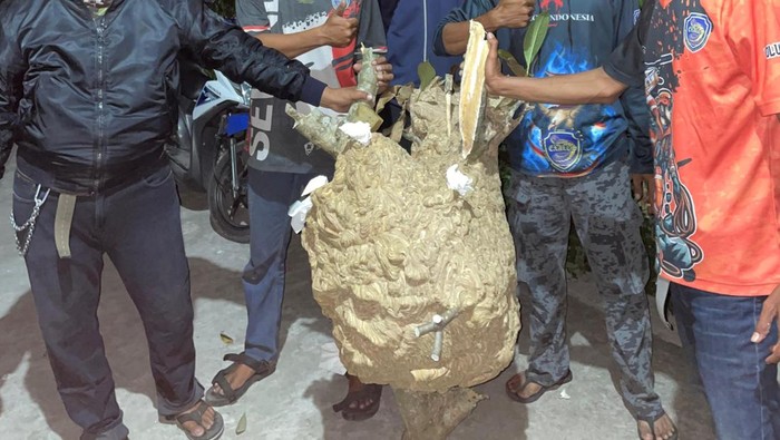 Sarang tawon Vespa dievakuasi relawan Exalos di Polanharjo Klaten pada Minggu (27/10/2024).