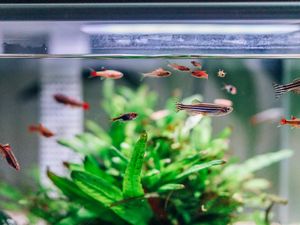 10 Cara Mencegah Alga Tumbuh di Akuarium Ikan, Lakukan Tips Ini!