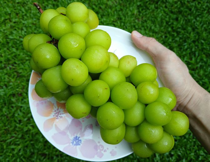 Anggur muscat