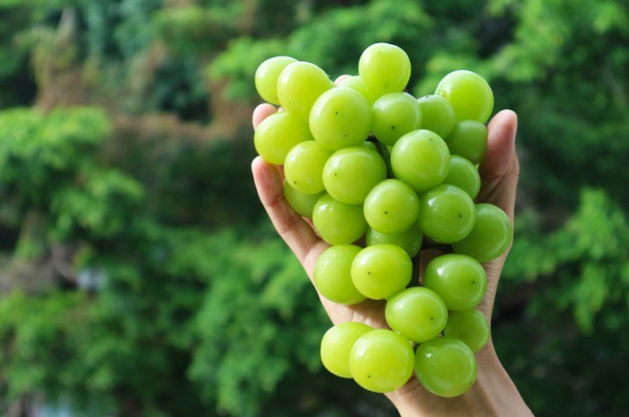 Anggur muscat