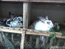 Tingkah Gemas Kelinci Hias Lumajang Bikin Pasutri Ini Cuan Jutaan Rupiah