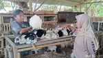 Raup Jutaan Rupiah dari Budidaya Kelinci Hias