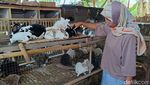 Raup Jutaan Rupiah dari Budidaya Kelinci Hias