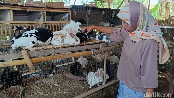 Budidaya Kelinci Hias di Lumajang Budidaya Kelinci Hias di Lumajang