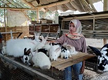 Raup Jutaan Rupiah dari Budidaya Kelinci Hias
