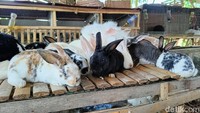 Harga satu ekor kelinci dijual mulai dari Rp 50.000 hingga Rp Rp 100.000 untuk kelinci anakan dan Rp 200.000 hingga Rp Rp 400.000 per ekor untuk kelinci dewasa tergantung jenisnya.