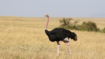 Nenek moyang burung unta berasal dari burung yang sekarang dikenal sebagai Palaeoits. Fosil tertua ditemukan pada tahun 1930-an di Eropa tengah, yang menunjukkan bahwa mereka telah berada di Bumi selama sekitar 40 juta tahun. Foto: Unsplash/Dominic Yegon