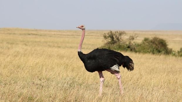 Burung unta di padang rumput