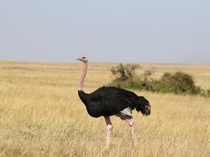 Tendangan Maut Burung Unta yang Perlu Diwaspadai
