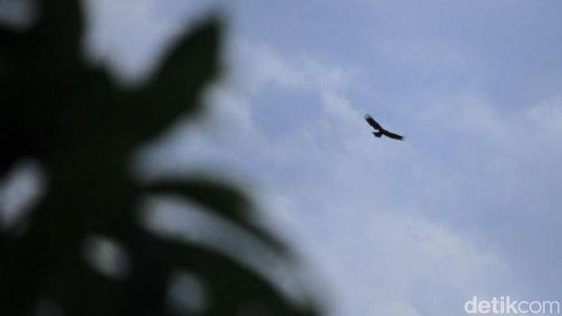 Elang hitam saat terbang di kawasan Bandung-Sumedang.