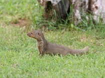 7 Fakta Garangan Jawa, Musuh Ular Kobra yang Kebal terhadap Bisa
