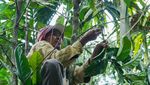 Memanen Kopi di Lereng Gunung Lemongan Lumajang