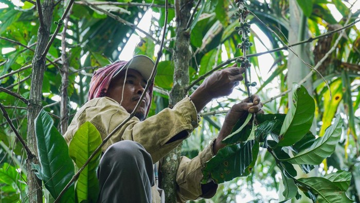 Petani memperlihatkan biji kopi jenis ekselsa hasil panen di Desa Papringan, Klakah, Lumajang, Jawa Timur, Selasa (29/10/2024). Biji kopi yang dipanen di kawasan lereng Gunung Lemongan tersebut dijual seharga Rp300 ribu-Rp400 ribu per kilogram dan telah dipasarkan ke sejumlah daerah di Indonesia. ANTARA FOTO/Irfan Sumanjaya/Spt.