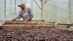 Memanen Kopi di Lereng Gunung Lemongan Lumajang