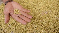 Kopi produksi Desa Papringan, Klakah, Lumajang, Jawa Timur, iini juga telah dipasarkan ke sejumlah daerah di Indonesia.  