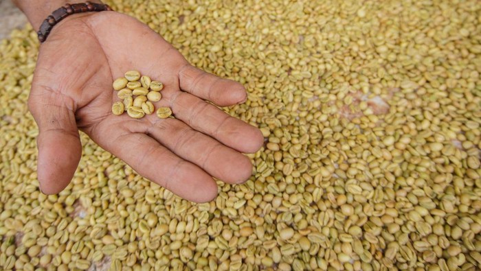 Petani memperlihatkan biji kopi jenis ekselsa hasil panen di Desa Papringan, Klakah, Lumajang, Jawa Timur, Selasa (29/10/2024). Biji kopi yang dipanen di kawasan lereng Gunung Lemongan tersebut dijual seharga Rp300 ribu-Rp400 ribu per kilogram dan telah dipasarkan ke sejumlah daerah di Indonesia. ANTARA FOTO/Irfan Sumanjaya/Spt.
