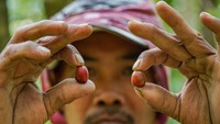 Petani memperlihatkan kopi jenis ekselsa hasil panen di Desa Papringan, Klakah, Lumajang, Jawa Timur, Selasa (29/10/2024).  