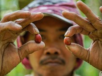 Memanen Kopi di Lereng Gunung Lemongan Lumajang