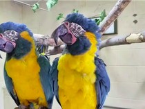 Dua Macaw Leher Biru Terbang Bebas dari Bonbin, Nyasar Sejauh 96 Km